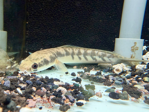 * Channa * Channa Marulioides Yellow (Yellow Emperor Snakehead) 12-15cm