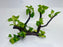 * Plants* Anubias Golden Nana Bonsai #04