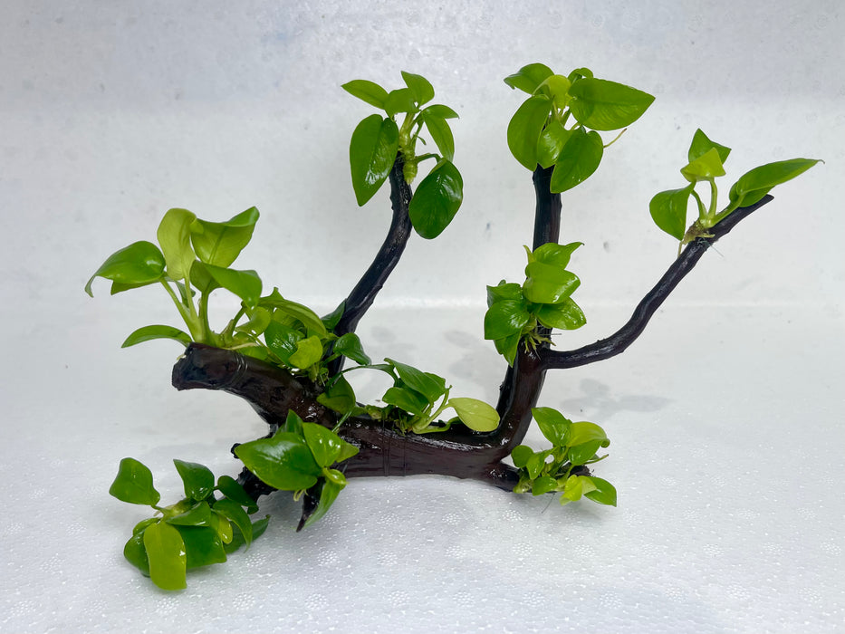 * Plants* Anubias Golden Nana Bonsai #04