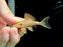 * Pleco *  Panaque armbrusteri (L27A Tocantins) 4-6cm