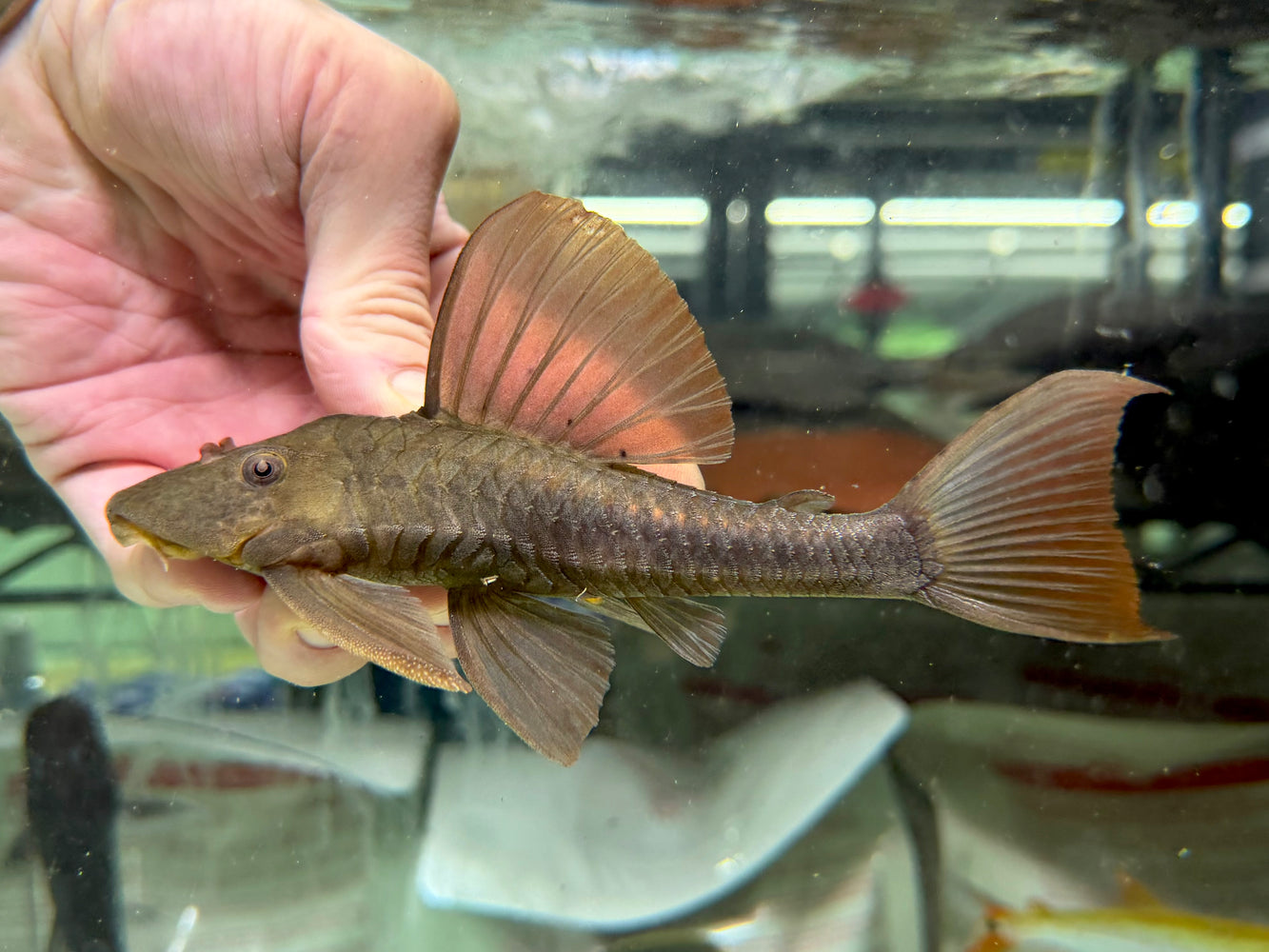 * Pleco * Hypostomus cochliodon (l310 Rusty pleco) 15-18cm
