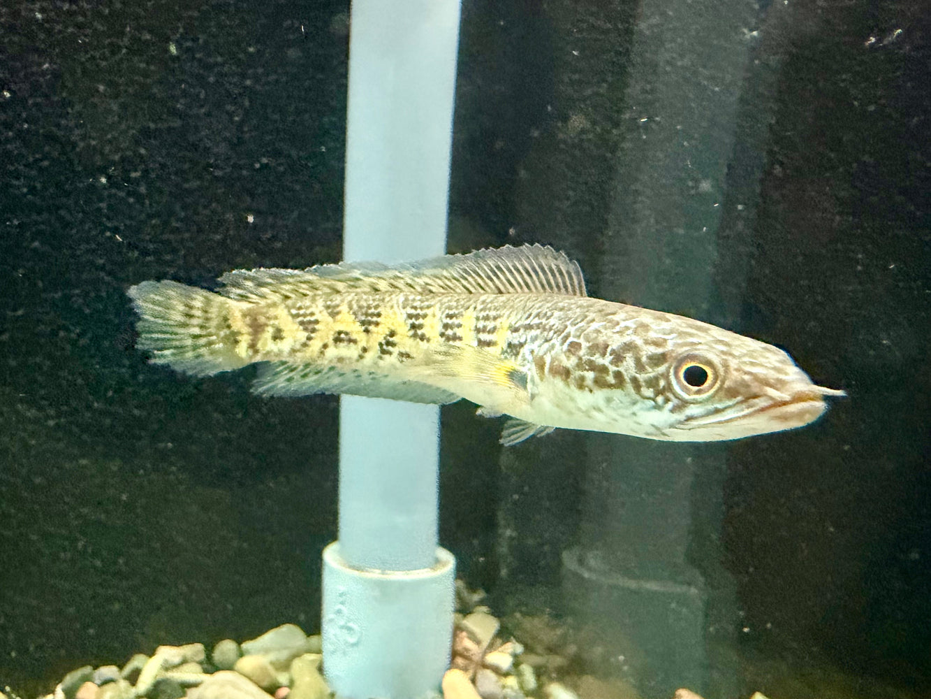 * Channa * Channa Aurantimaculata (Cobra Channa) 10-12cm