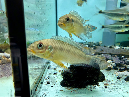 * Cichlids * Pelvicachromis Taeniatus “LOBE” 6-8cm