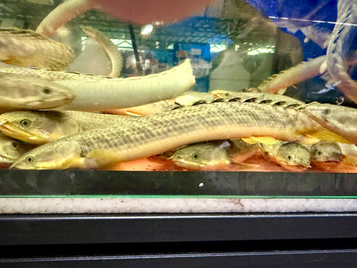 * Polypterus * Polypterus Palmas Buettikoferi