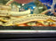 * Polypterus * Polypterus Palmas Buettikoferi