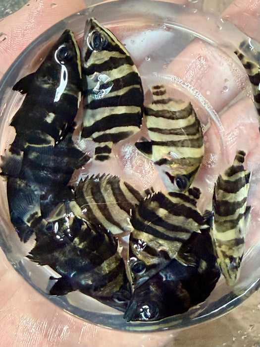* Other Species * Datnioides microlepis Indonesian Tiger Perch (4 Bar IT) 3-4cm