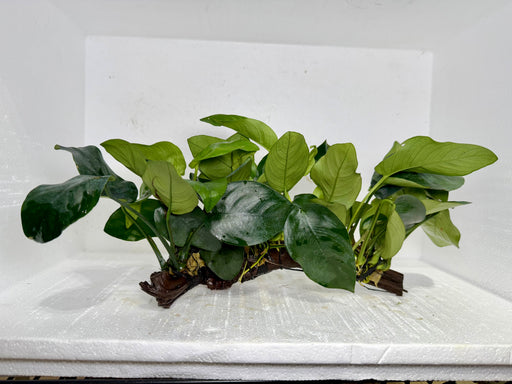 * Plants* Anubias Nana on Spiderwood #122