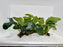 * Plants* Anubias Nana on Spiderwood #122