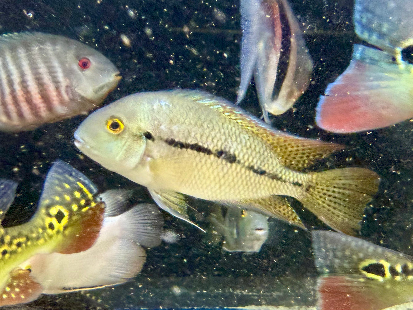 * Cichlids *  Hypsophrys Nicaraguensis (Macaw Cichlid) 12-15cm