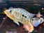 * Cichlids * Kronoheros umbriferus (Umbee cichlid)