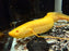 * Other Species * Protopterus aethiopicus Albino (Albino Marble Lungfish) 30-35cm