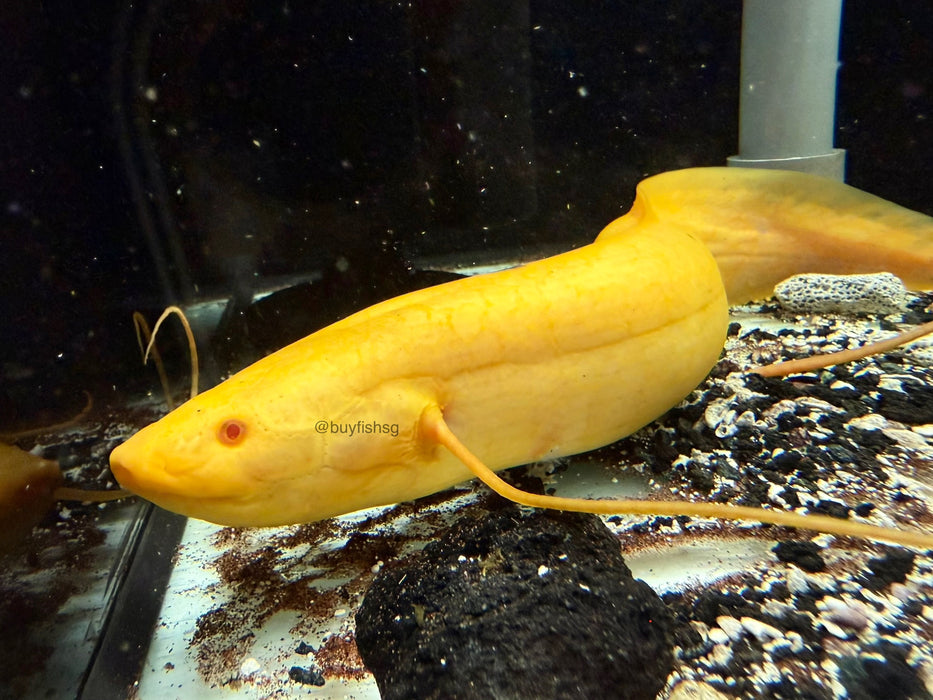 * Other Species * Protopterus aethiopicus Albino (Albino Marble Lungfish) 30-35cm