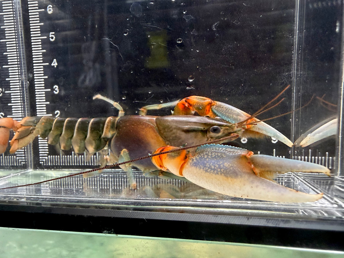 * Shrimps *  Cherax sp. Peknyi (Papuan Zebra Crayfish)