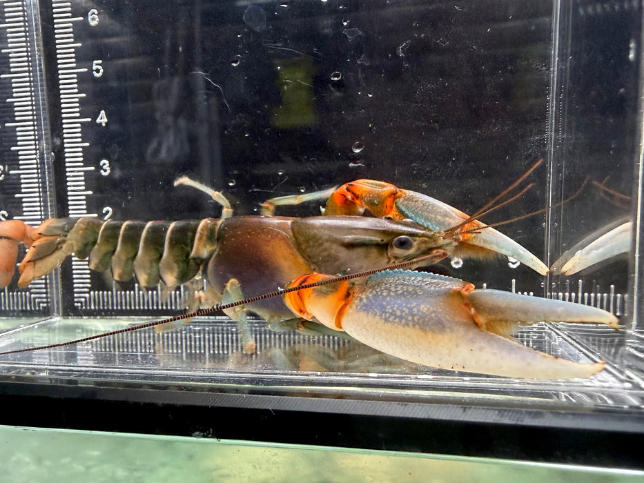 * Shrimps *  Cherax sp. Peknyi (Papuan Zebra Crayfish)