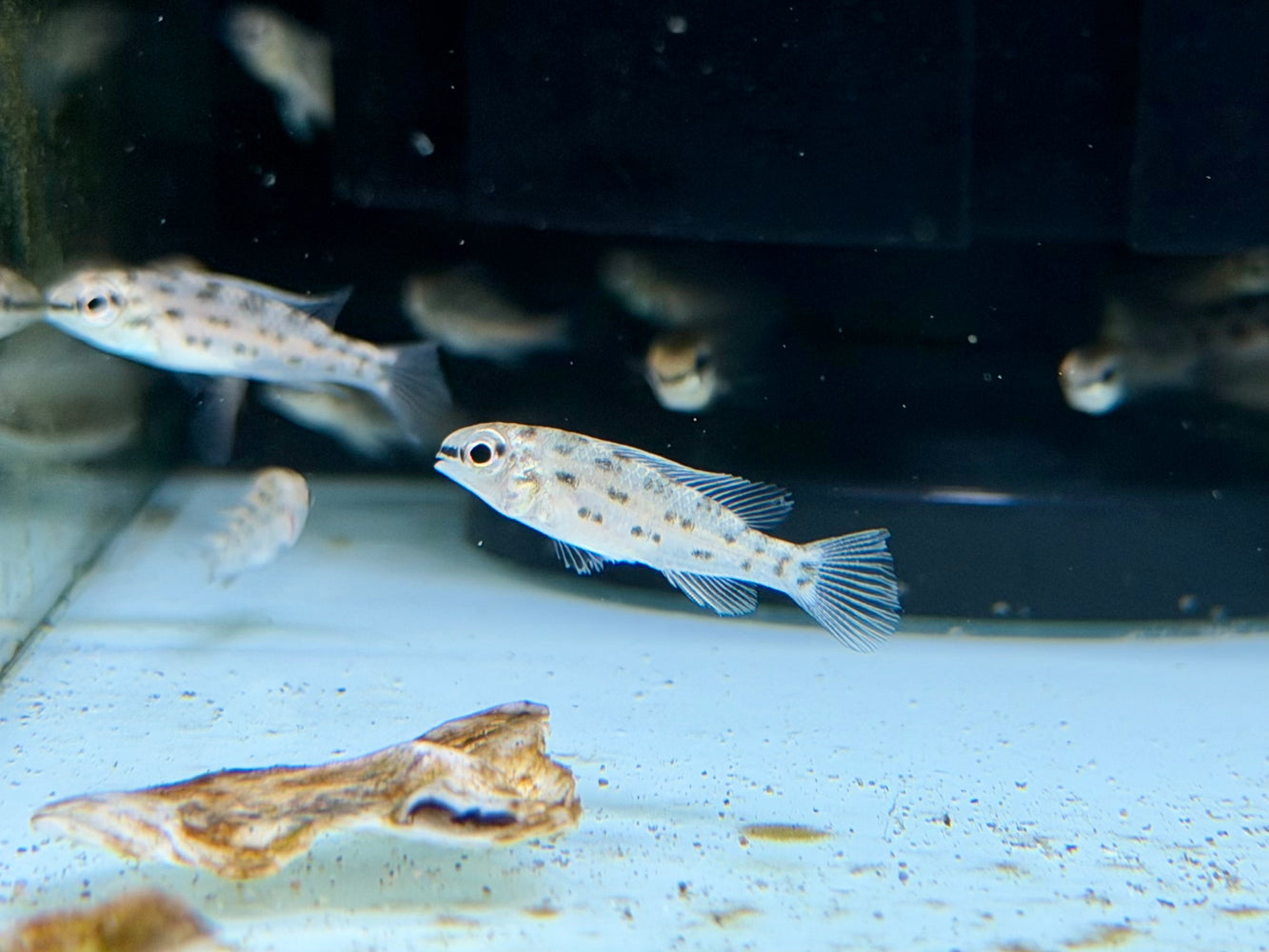 * Cichlids * Dicrossus Foirni 3-4cm