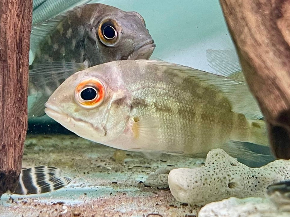 * Cichlids * Hoplarchus psittacus (Green parrot cichlid) 8-10cm