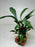 * Plants* Anubias sp. Ducky on Rock #09