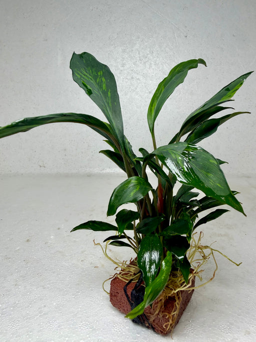 * Plants* Anubias sp. Ducky on Rock #09
