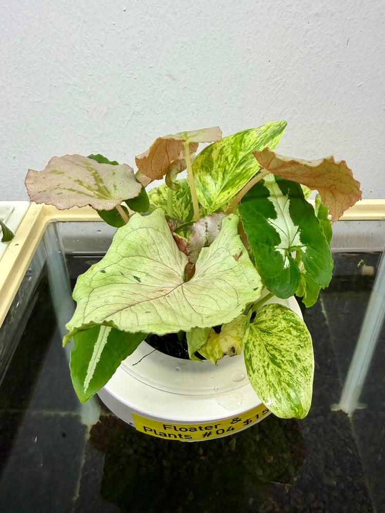 * Plants* Plant Floater & Plants #04