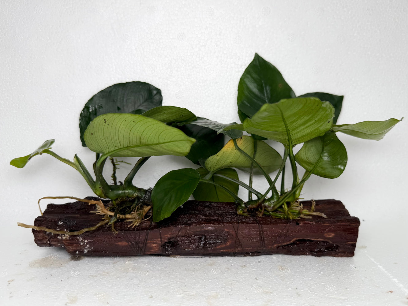 * Plants* Anubias Nana on Driftwood #108