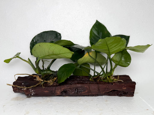 * Plants* Anubias Nana on Driftwood #108