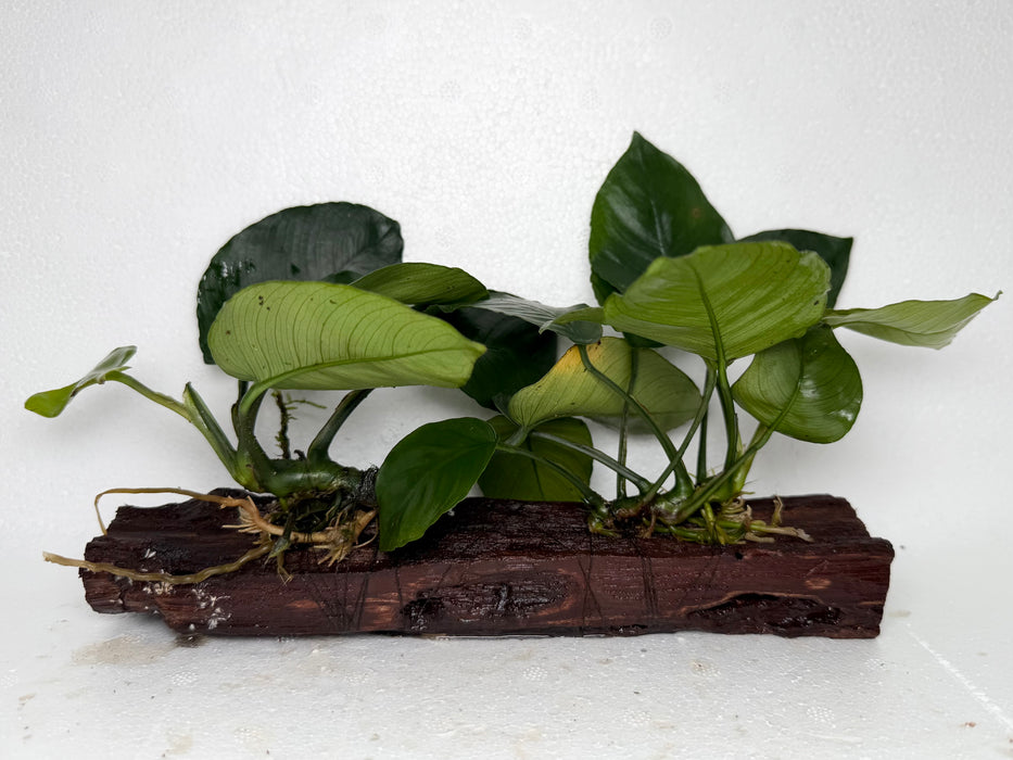 * Plants* Anubias Nana on Driftwood #108