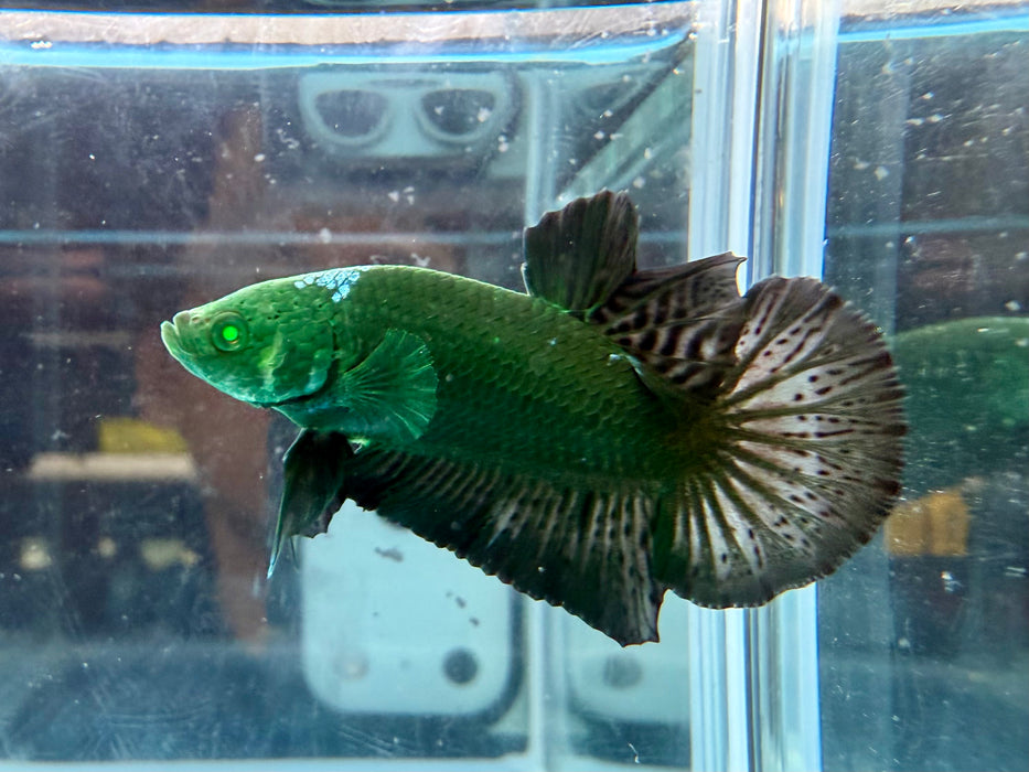 * Betta * HMPK (Actual Fish) #33