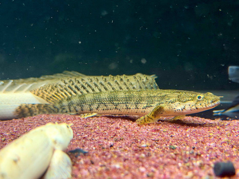 * Polypterus * Polypterus sp. Endlicheri X Lapradei (LAPEN) 15-18cm Captive Bred