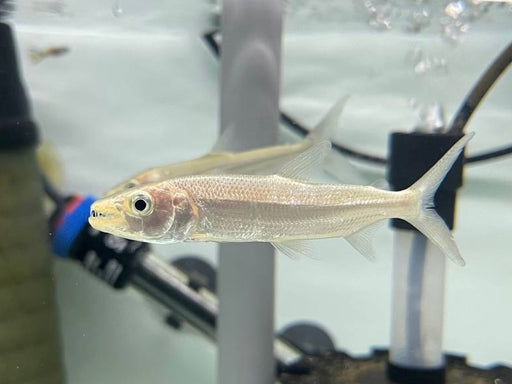 * Other Species * Hydrocynus goliath (GATF) 8-10cm