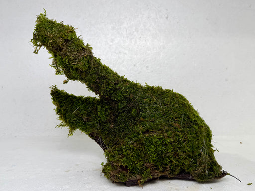 * Plants* Moss on driftwood #09