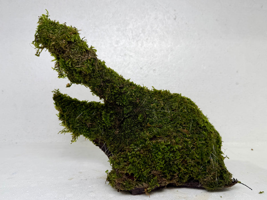 * Plants* Moss on driftwood #09