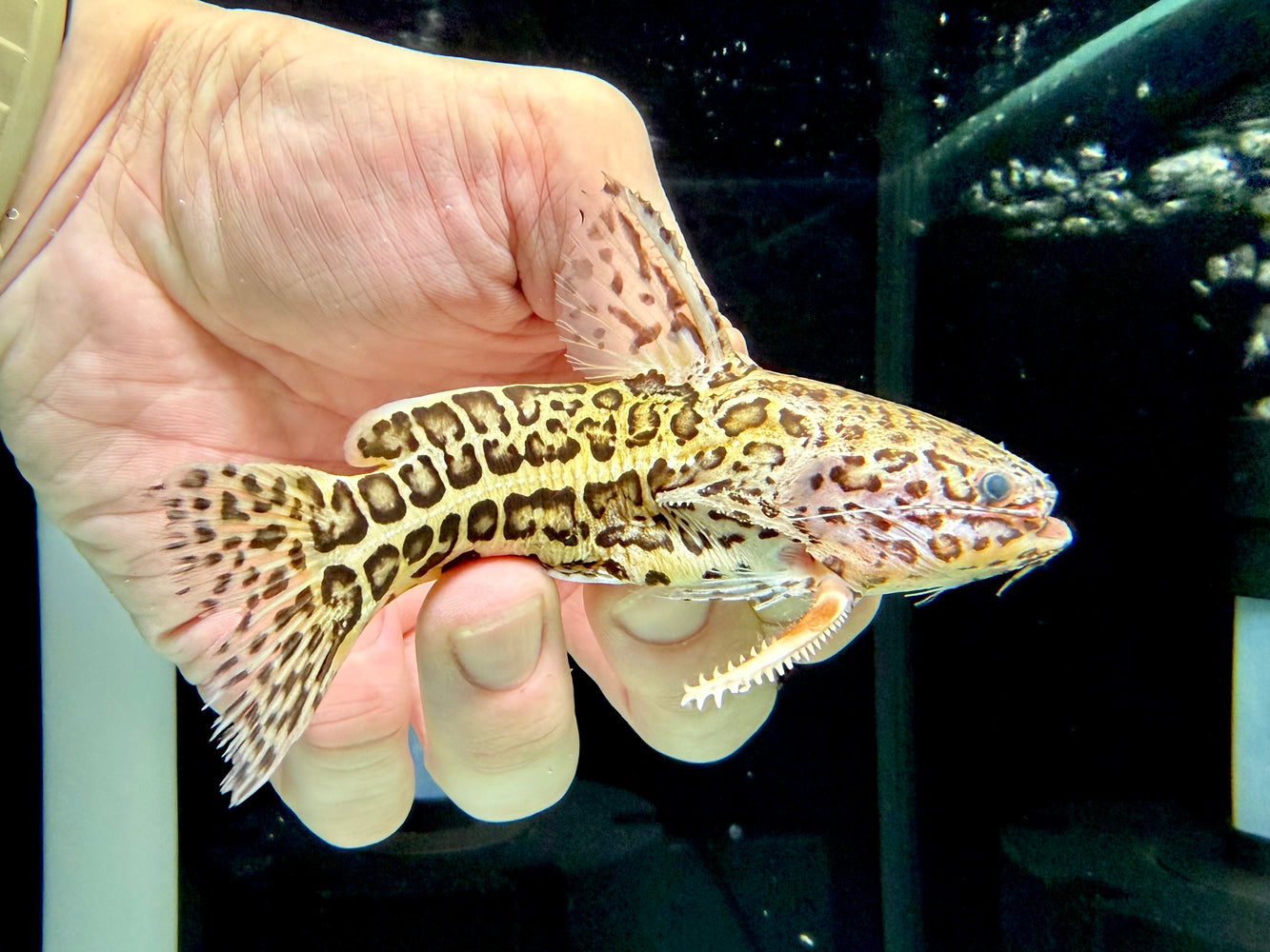 * Catfish * Liosomadoras oncinus "Jaguar Catfish" 11cm #JAG04