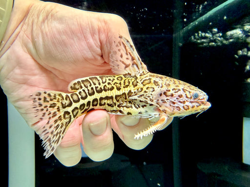* Catfish * Liosomadoras oncinus "Jaguar Catfish" 11cm #JAG04