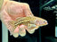 * Catfish * Liosomadoras oncinus "Jaguar Catfish" 11cm #JAG04