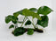 * Plants* Anubias Nana On Spiderwood #64