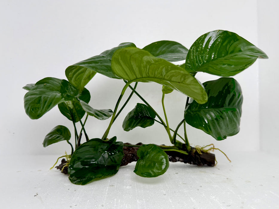 * Plants* Anubias Nana On Spiderwood #64