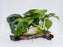 * Plants* Anubias Nana on Spiderwood #115