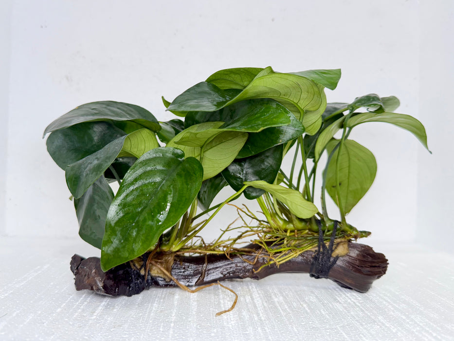 * Plants* Anubias Nana on Spiderwood #115