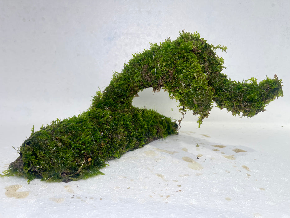 * Plants* Moss on driftwood #01