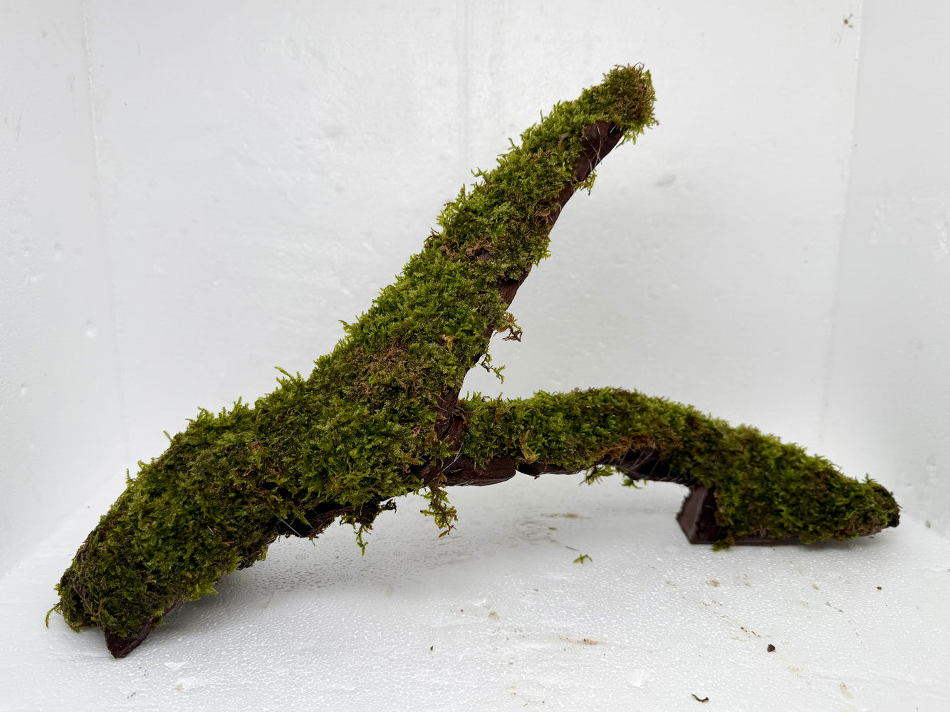 * Plants* Java Moss on driftwood #JMDL01