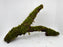 * Plants* Java Moss on driftwood #JMDL01