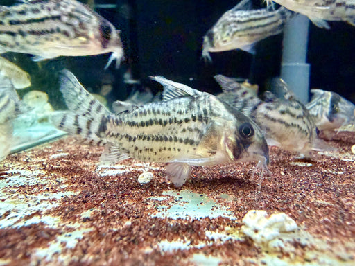 * Corydoras *  Hoplisoma Schwartzi 5-6cm