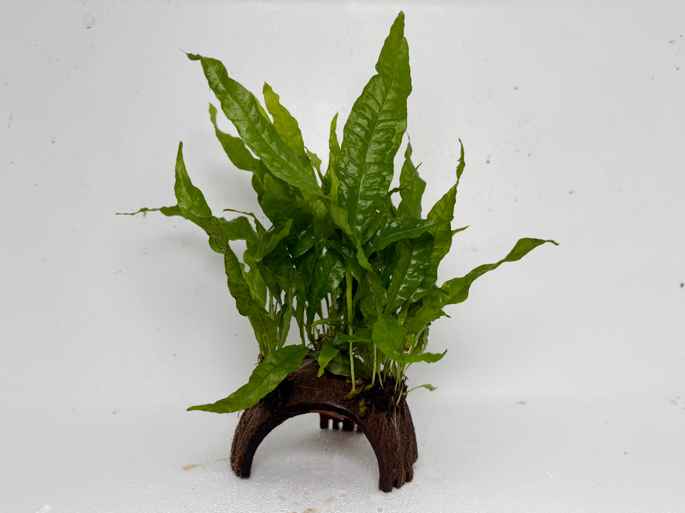* Plants* Java Fern on Round coconut husk (cave) #JFRC12