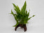 * Plants* Java Fern on Round coconut husk (cave) #JFRC12