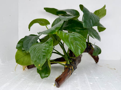 * Plants * Anubias Nana on Spiderwood #146