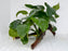 * Plants * Anubias Nana on Spiderwood #146