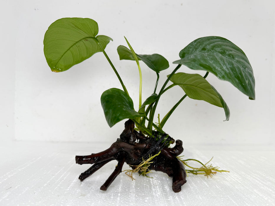 * Plants* Anubias Nana on Spiderwood #114