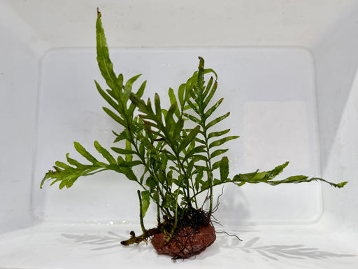 * Plants* Bolbitis On Rock #01