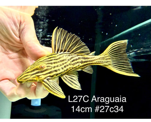 * Pleco *  Panaque armbrusteri (L27C Araguaia GOLDLINE) 14cm #27c34 (Actual piece)