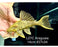 * Pleco *  Panaque armbrusteri (L27C Araguaia GOLDLINE) 14cm #27c34 (Actual piece)